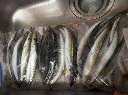 萩尾漁港にてミノーやワームなどでカマス80匹