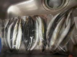 萩尾漁港にてミノーやワームなどでカマス80…