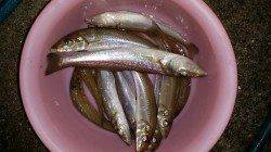 戎漁港でキス釣り。久しぶりにナイスサイズゲット(^_^)v