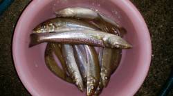 戎漁港でキス釣り。久しぶりにナイスサイズゲ…