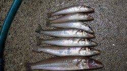 戎漁港　ちょい投げでキス〜24cm