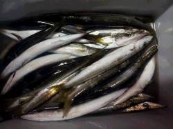 萩尾漁港～串本漁港にてミノー、ワームなどで…