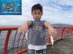 キッズ釣果　平磯海づり公園、サビキでアジ