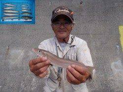 平磯海釣り公園　投げ釣りでキス26cmの良型も