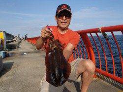 平磯海づり公園でエギング釣果！　アオリ900g