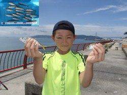 平磯海づり公園　台風後のサビキでアジをゲット