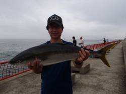 平磯海づり公園　表層でブリ80cmがヒット…