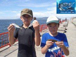 平磯海づり公園　サビキで食べごろサイズのアジ釣果