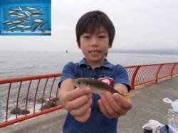 平磯海づり公園　3号のサビキでアジの釣果