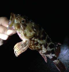 アコウ狙いで助松外向きテトラを探るも・・・ガシラのみ