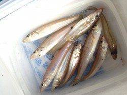 宮津・田井漁港周辺でキス釣り、ダブルもありました♪