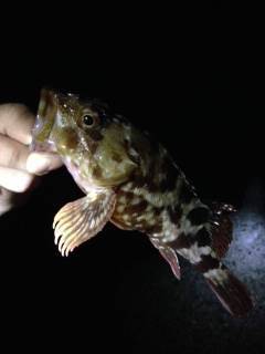 アコウ狙いで助松外向きテトラを探るも・・・ガシラのみ