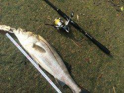 石津川河川　イナッコパターンでのシーバス楽しいです！