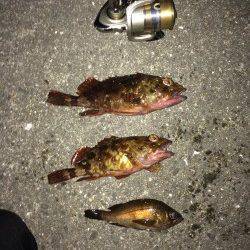 鳥取ノ荘でチャリコ・メバル・ガシラ