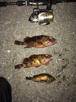 鳥取ノ荘でチャリコ・メバル・ガシラ