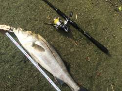 石津川河川　イナッコパターンでのシーバス楽…