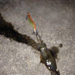 江井ヶ島周辺エギング　表層でアオリイカの新子