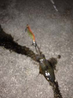 江井ヶ島周辺エギング　表層でアオリイカの新…