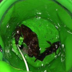 大阪南港周辺ワームで念願の初アコウ☆ すごい引き込みでした