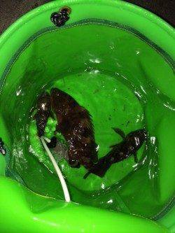 大阪南港周辺ワームで念願の初アコウ☆ すごい引き込みでした