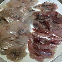 香住東港で初めてのアジング　アジとセイゴをゲット