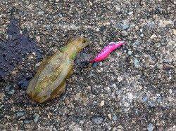 久美浜アオリ調査　まだリリースサイズ多く数伸びません