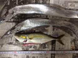 岸和田一文字　サンマの切身でタチウオ&am…