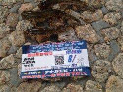 武庫川にて脈釣り　ハゼの魚影の濃さを実感