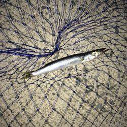 岸和田にてライトワインドで三目達成〜カマス・ガシラ・アジ