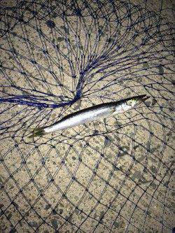 岸和田にてライトワインドで三目達成〜カマス・ガシラ・アジ