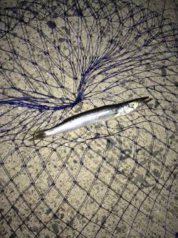 岸和田にてライトワインドで三目達成〜カマス…