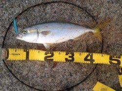 アジュール舞子ショアジギングでハマチ　ジャカジャカ巻き＋フォールでGET