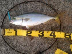 アジュール舞子ショアジギングでハマチ　ジャ…