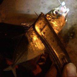 舞洲でのアジング　アジがサイズUPして時には20cm近いサイズも♪