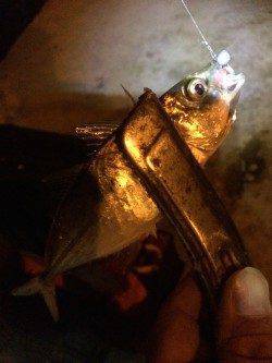 舞洲でのアジング　アジがサイズUPして時には20cm近いサイズも♪