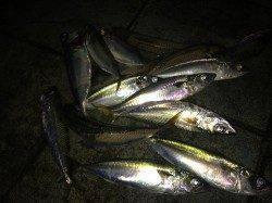 ポートアイランド北公園でショアジギング〜1時間半でサバ15匹