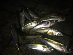 ポートアイランド北公園でショアジギング〜1…