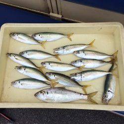 マリーナシティ海釣り公園　大きいアジが釣れました♪