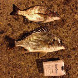 岸和田にてチヌ狙い〜活性が高く全てイソメ丸呑みでした♪