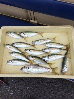 マリーナシティ海釣り公園　大きいアジが釣れました♪