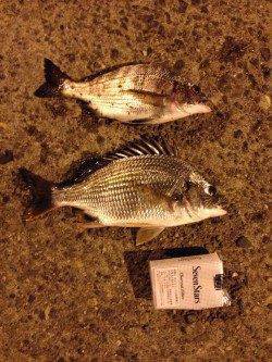 岸和田にてチヌ狙い〜活性が高く全てイソメ丸呑みでした♪