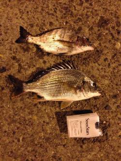 岸和田にてチヌ狙い〜活性が高く全てイソメ丸…