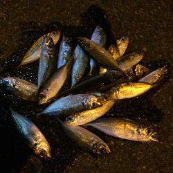 舞洲アジング〜豆アジから小アジに成長して楽しめました♪