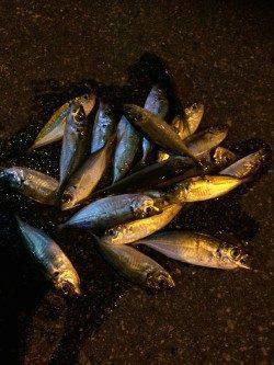 舞洲アジング〜豆アジから小アジに成長して楽しめました♪