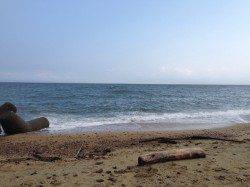 佐野の投げ釣りでキス・ベラ〜3本針パーフェクトもありました♪