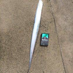 30分で4本☆舞鶴でも夏タチウオ入ってきました！