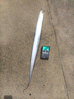 30分で4本☆舞鶴でも夏タチウオ入ってきました！