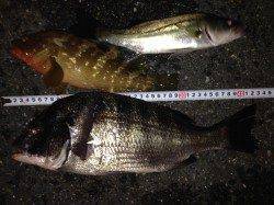 白灯台にて電気ウキ釣り〜チヌ・セイゴ・アコウ