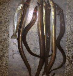 夏のスタミナ付ける為に林崎漁港で穴子釣り♪