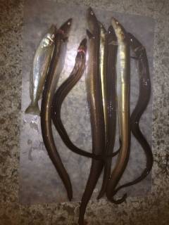 夏のスタミナ付ける為に林崎漁港で穴子釣り♪…